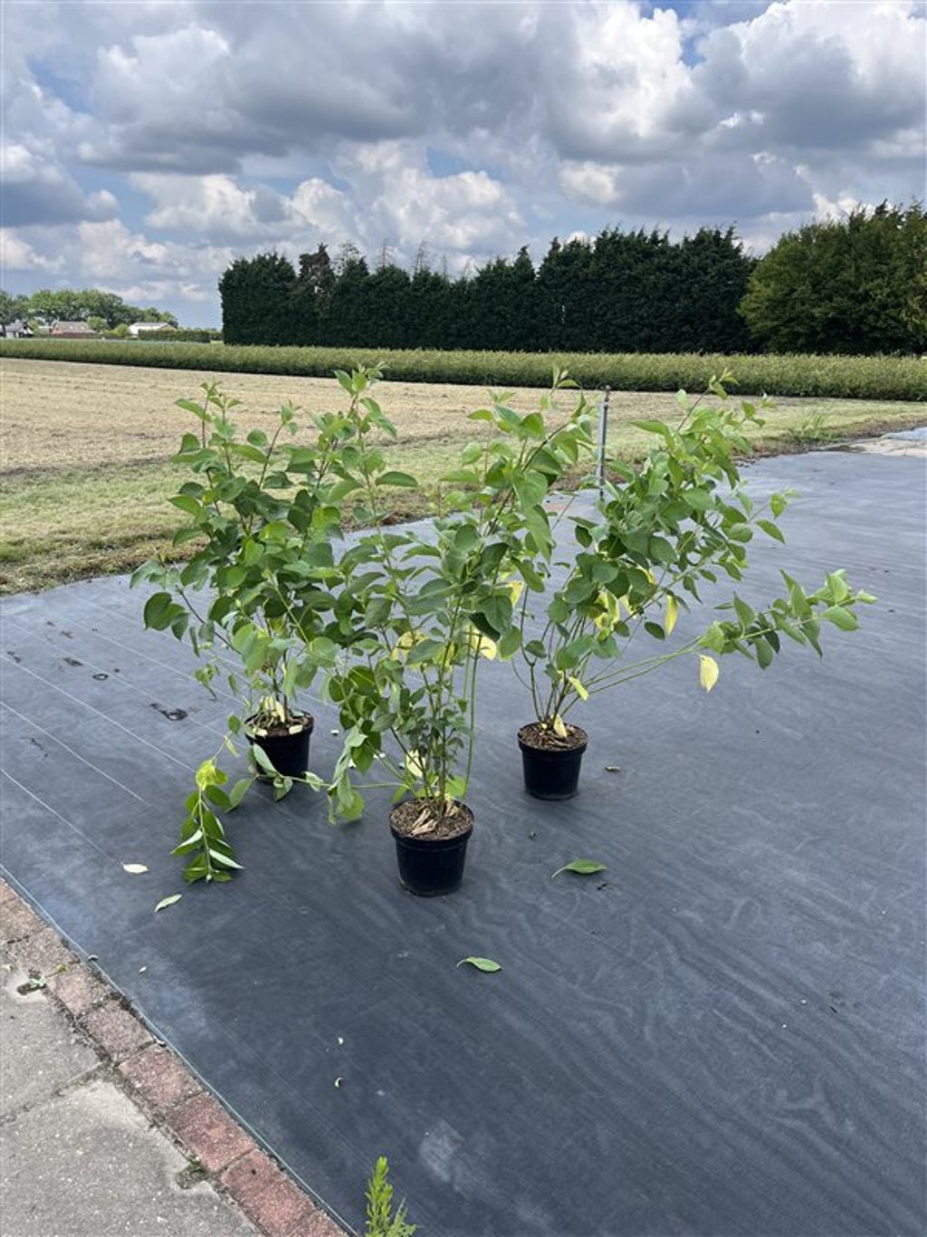 Cornus alba 'Sibirica' - C7,5 100-125 CM